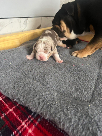 2 male olde double bully pups