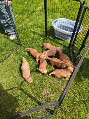 Golden Retriever Puppies (Some Red Fox colour)