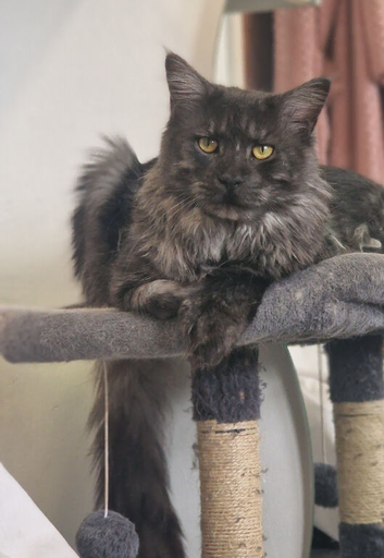 Polydactyl Maine coon