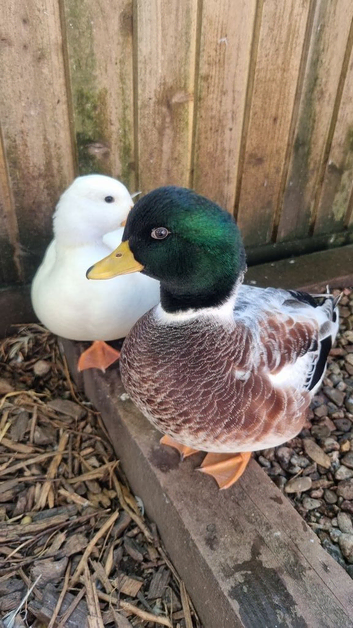 Silver Call ducklings