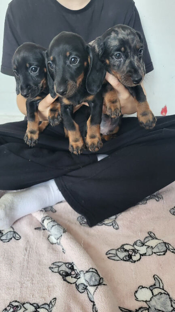 Dachshund puppies for sale!