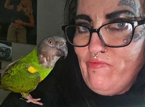 Tame Male Senegal Parrot For Sale,