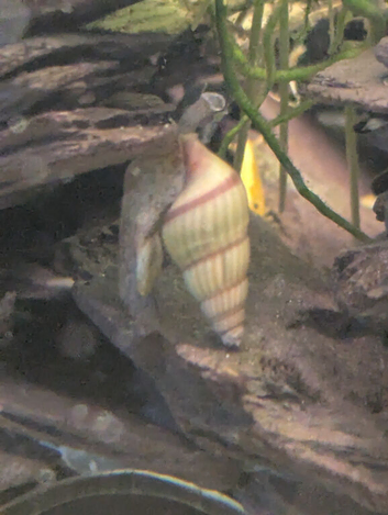 Assassin Snails