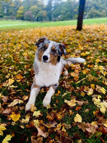 Australian shepherd stud