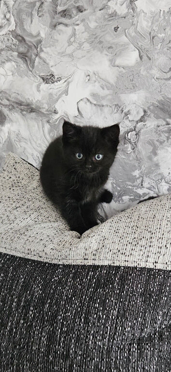 4 beautiful kittens