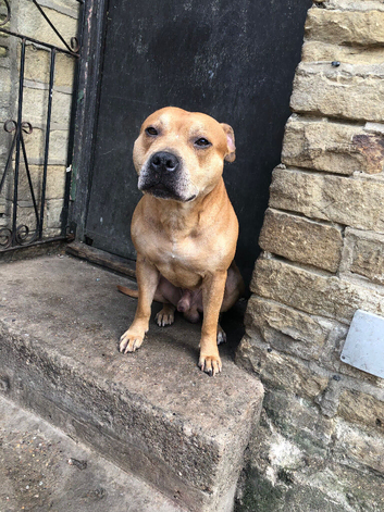 Staffordshire Bull Terrier Bradford