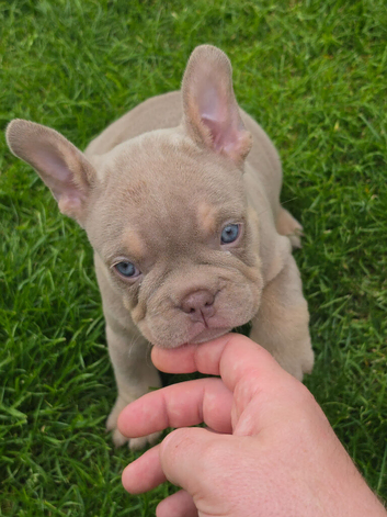 3 micro bully's available