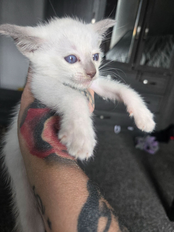 Stunning male fawn point siamese