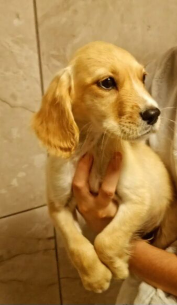 Last cocker spainel boy remaining