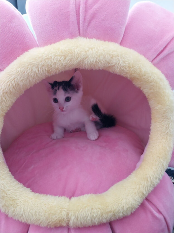 Lovely kitten MIMI