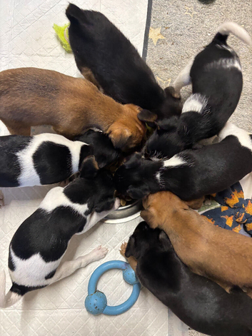 Jack Russell puppies