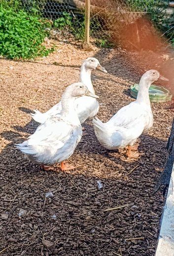 Trio Silver Swedish Ducks