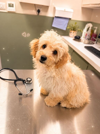 Gorgeous toy poodle girl