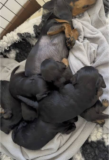 Doxiepoo puppy