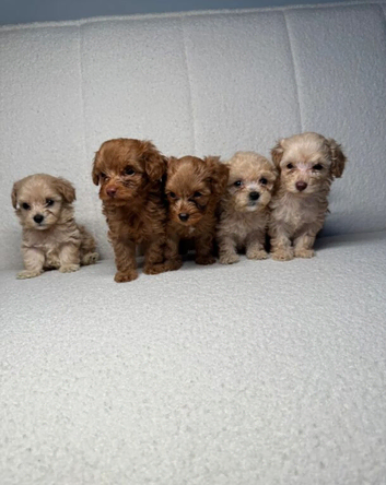 Beautiful Cockapoo Puppies