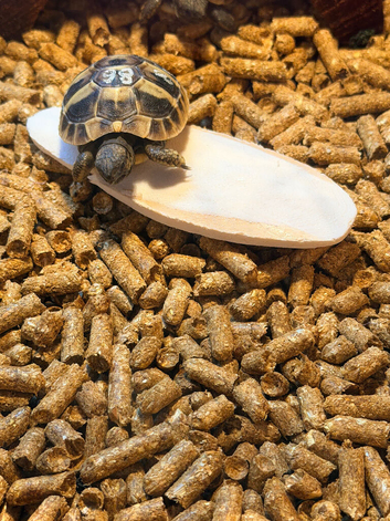Herman's Tortoise