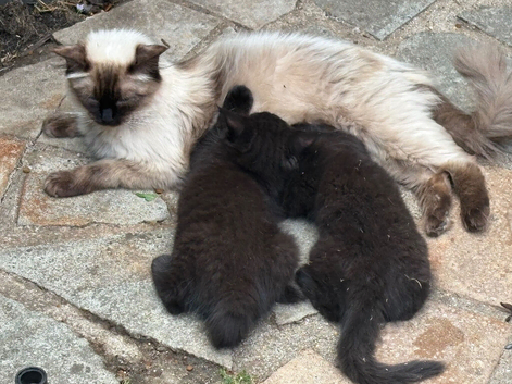 RAGDOLL. X