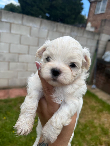 Maltese puppies 2 girls left