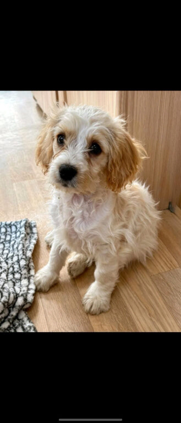 Sad rehome of cavapoo boy