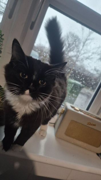 Long haired tuxedo  kitten for sale