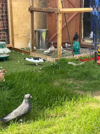 Afghan pigeons for sale