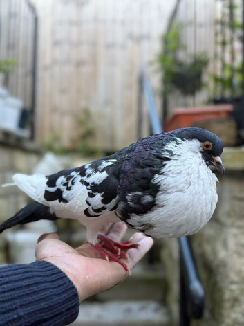 Pouters Croppers pigeons BREEDING PAIR