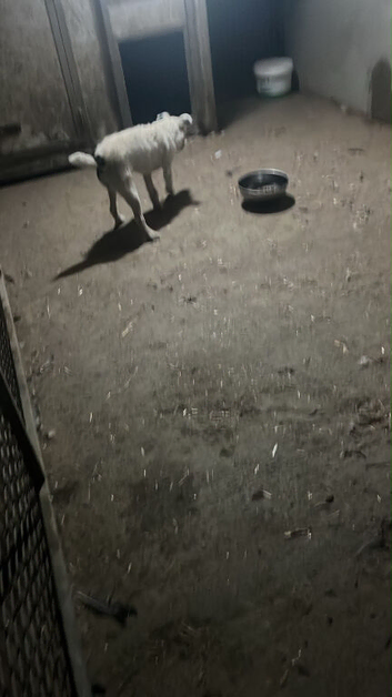 Jack Russell x Patterdale