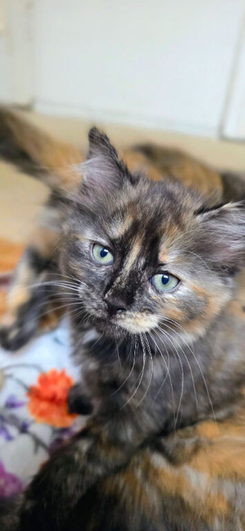 Tortoiseshell Girl Kitten &ndash; Bengal x Ragdoll Mum Mixed Breed
