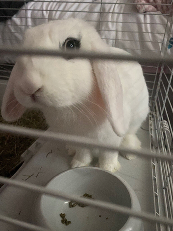 Rehome a rabbit