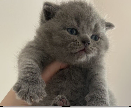 British Shorthair Pedigree Kittens