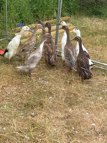Ducks 9 sold all together