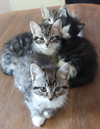 Adorable Kittens (Can be delivered)