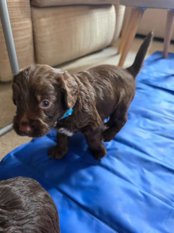 Australian Labradoodle Puppies