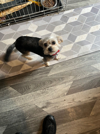 1 year old female Yorkshire Terrier