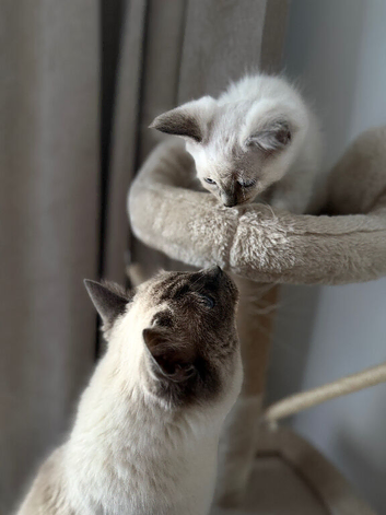 Fully pedigree ragdoll kitten