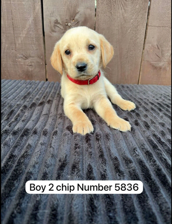 Goldador puppies 7 available