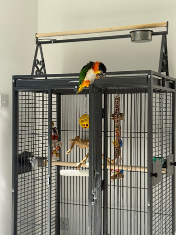 Tame Male DNA Caique