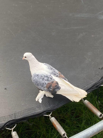 Female