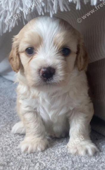 Maltipoo cavapoo puppy boy