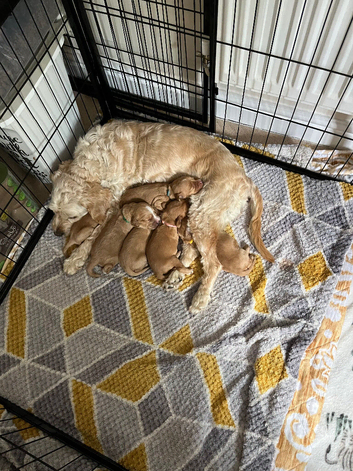 Cockapoo puppies