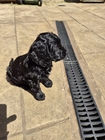 Stunning Top Quality Cockapoo Puppies Looking for Their Forever Loving Homes