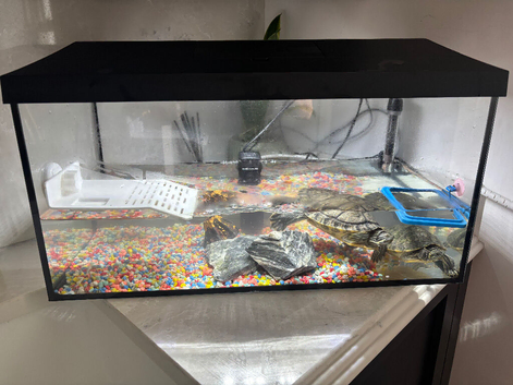 Turtles and tank