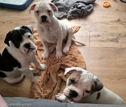 Dorset olde tyme bulldog