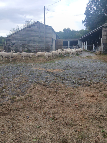 Sheep for sale