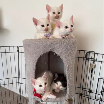 Kittens for Sale