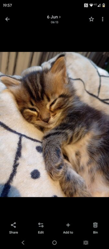 Bengal cross kittens for sale