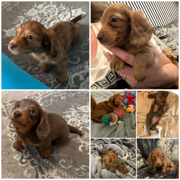 3 Mini long hair dachshund puppies