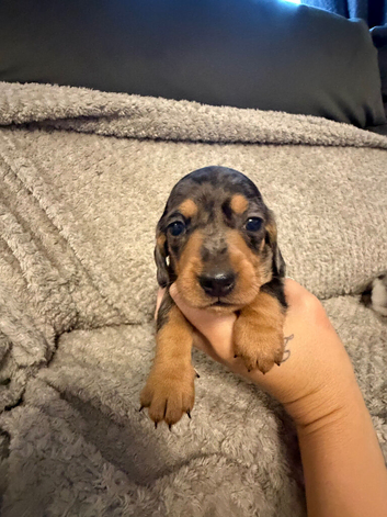 KC Miniature Dachshund Puppies 3 BOYS