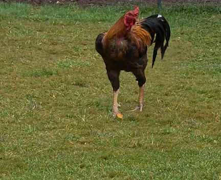 Shamo Rooster