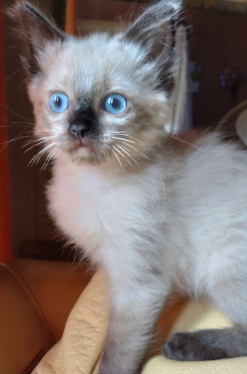 Female seal point kitten